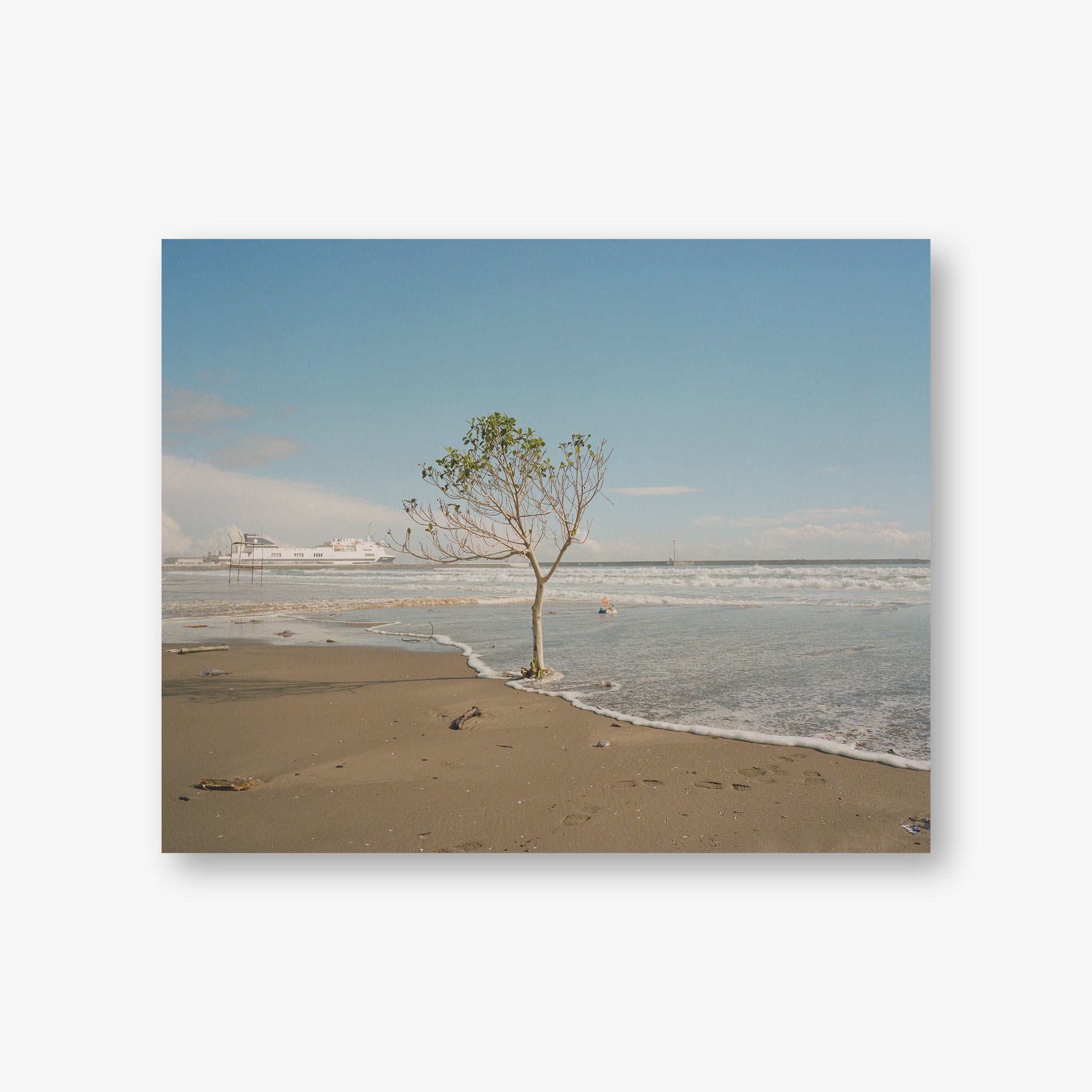 Catania, albero